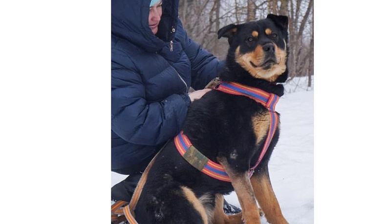 Дай лапу, друг!