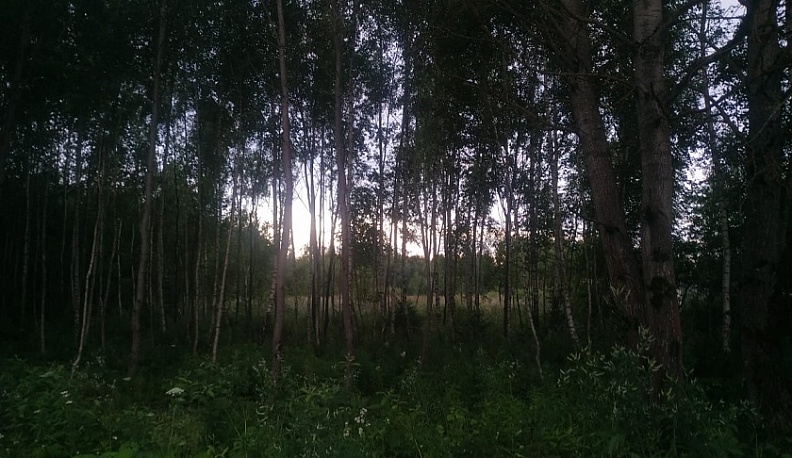 В Калужской области за 2020 год за решетку посадили 5 черных лесорубов