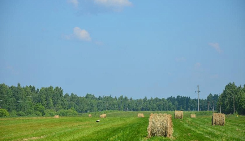Сенокосная пора