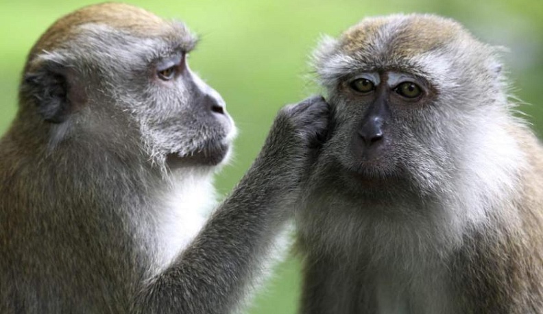 В Калуге украли 10 обезьян из реабилитационного центра для животных