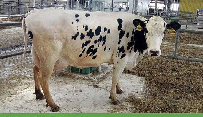 Корова-рекордсменка живет на ферме в Медынском районе
