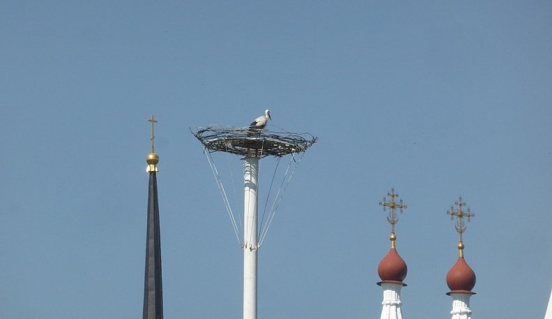 Из Калужской области начали улетать аисты