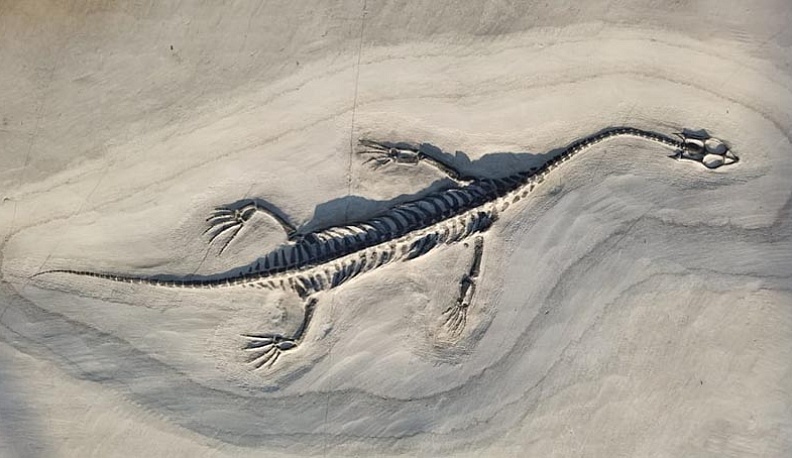 В калужский госуниверситет привезли древнего ящера