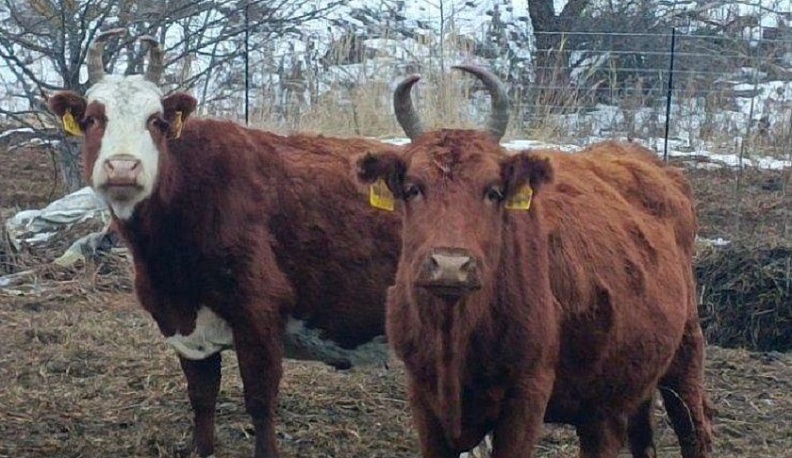 В Тарусе продолжает развиваться мясное животноводство