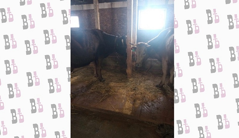 Соцконтракт помог калужанке исполнить мечту