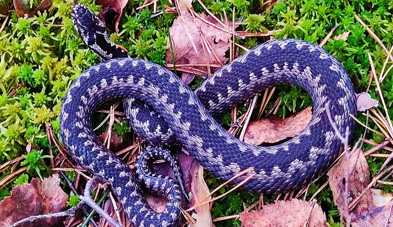 Весенняя гАдовщина