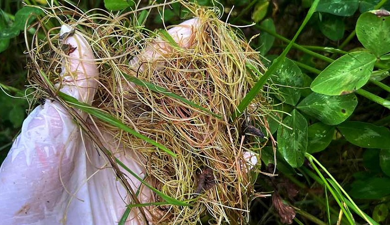 В Калужской области нашли опасный сорняк