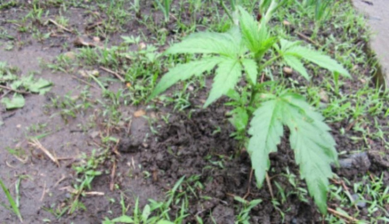 Житель Козельского района растил коноплю