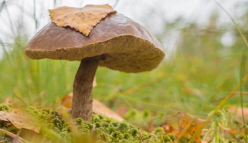 Дело в шляпке