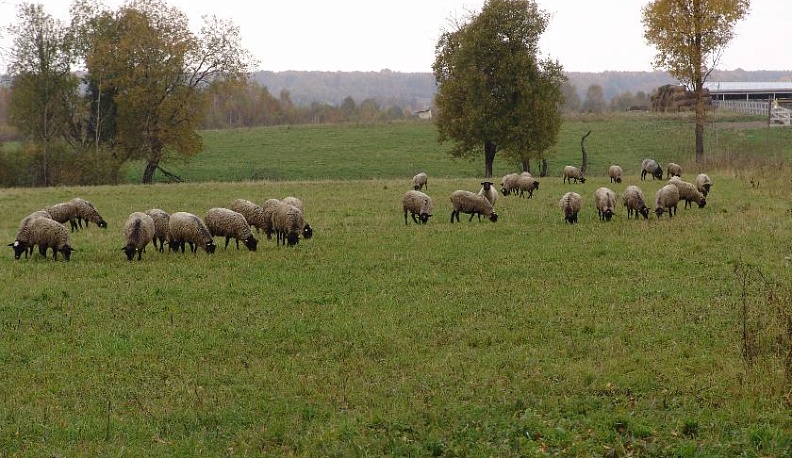 В Барятинском районе возрождают овцеводство