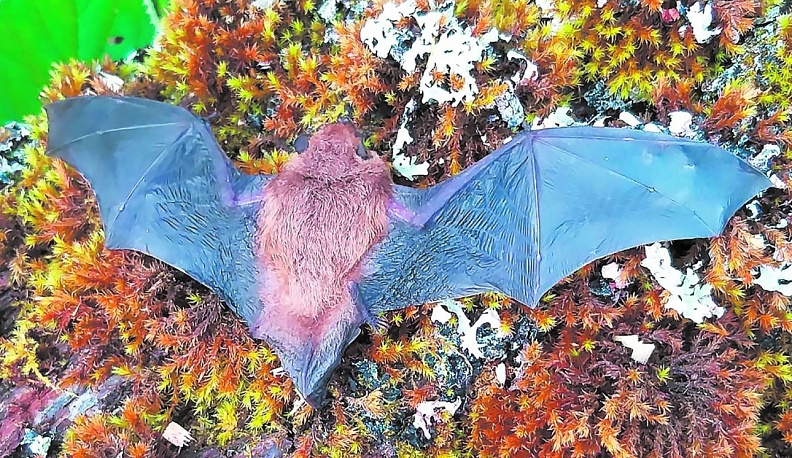 Рыжая вечерница