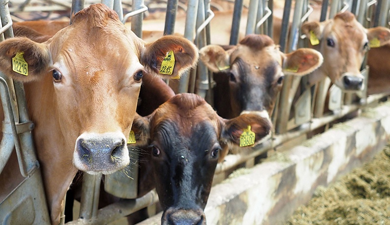 На ферме ООО «Молоко групп».