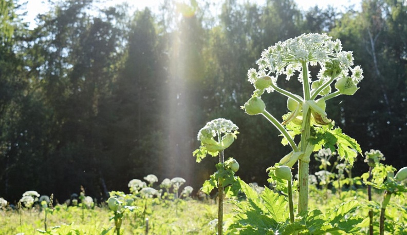 В Калужской области от борщевика очистили более 1000 га