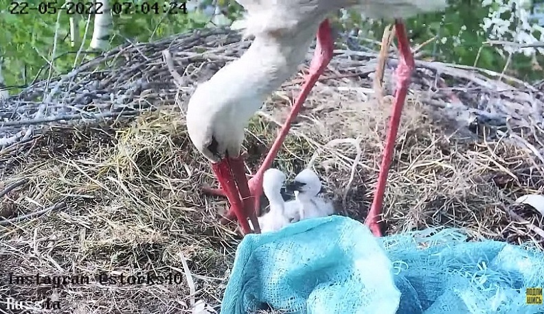 У калужских аистов-стримеров Стёпы и Стеши появилось потомство