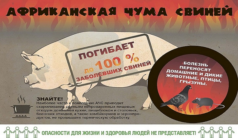 В Калужской области в два раза сократились случаи бешенства