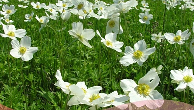 Ежегодная акция «Найти и сохранить» стартовала в Калужской области