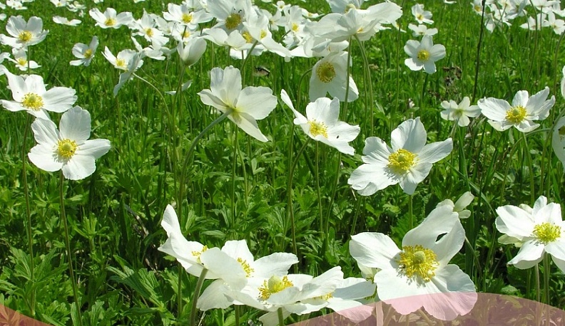 Ежегодная акция «Найти и сохранить» стартовала в Калужской области