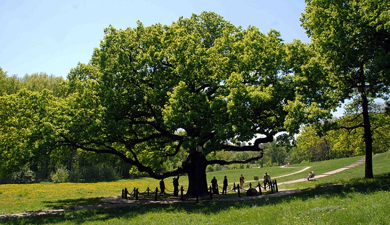 В России начинает действовать всероссийская программа «Деревья - памятники живой природы»