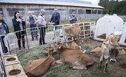 Знакомство с симпатичными коровами породы джерси 