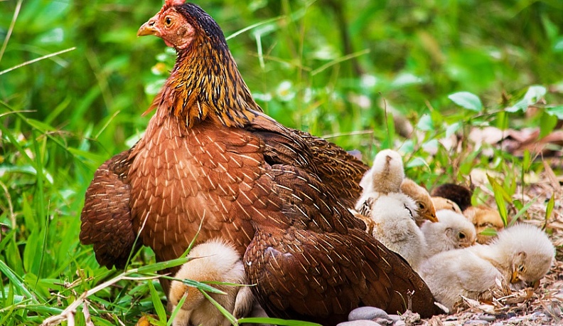 За время птичьего гриппа в Калужской области уничтожили  21 тысячу голов домашней птицы