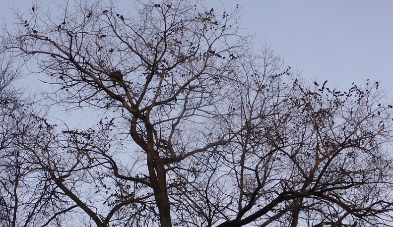 В сквере Мира в Калуге заночевали 1,5 тысячи скворцов