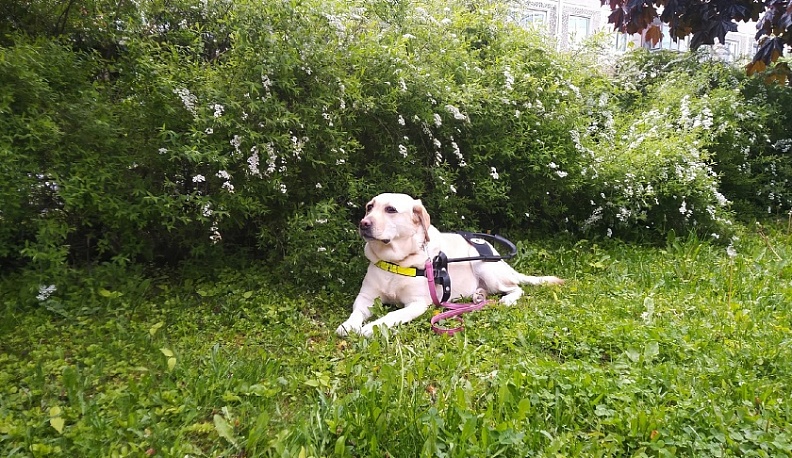 В Калуге возьмут объяснения с водителя, не пустившего в автобус пассажирку с собакой-поводырем