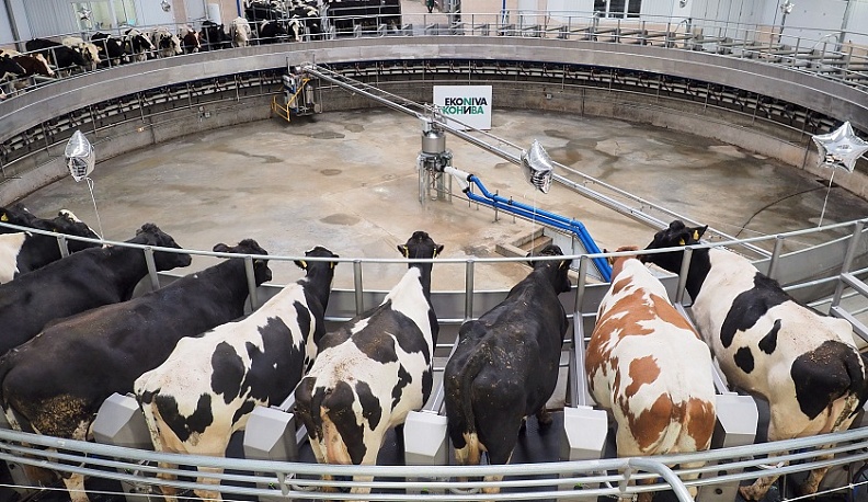 В Калужской области увеличилось производство мяса и молока