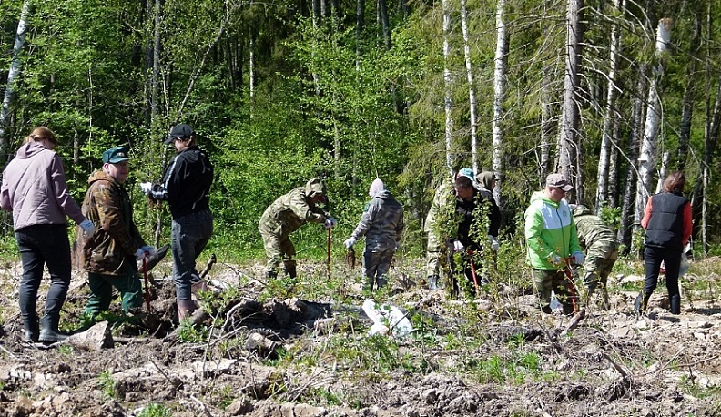 В Износковском районе в рамках акции «Сад памяти» волонтеры высадили пять тысяч деревьев