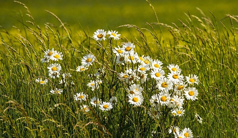 В День семьи, люби в верности Владислав Шапша подарил жене ромашки