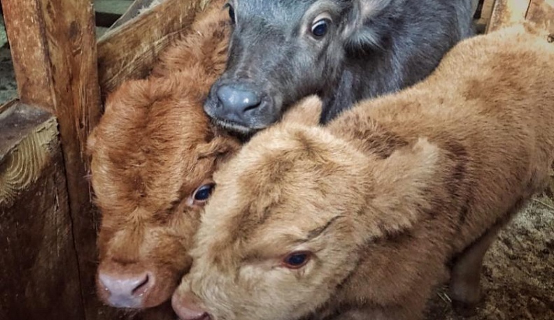 У Аполлона и Морфея из калужского зоопарка появилась подруга Афродита