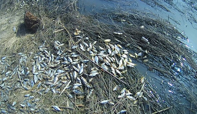 В Сухиничском районе в реке Локнава погибли более восьми тысяч рыб