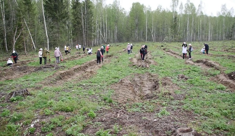 Акция «Сохраним лес» пройдет в Думиничском районе 