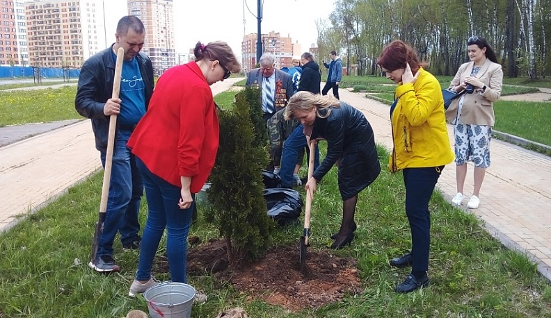 На бульваре Губернского парка в Калуге высадили туи