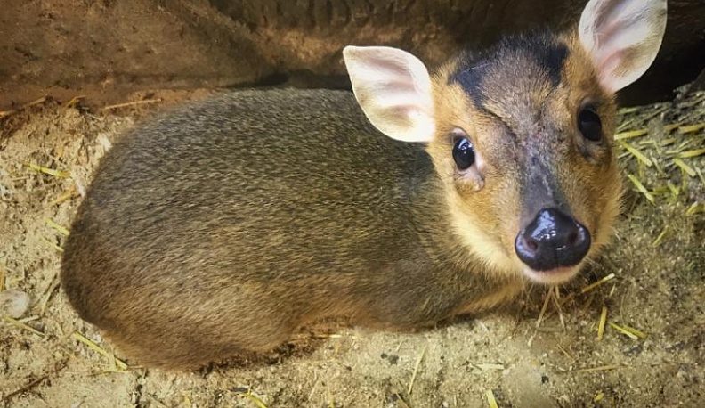 В Калужском зоопраке появился Бэмби