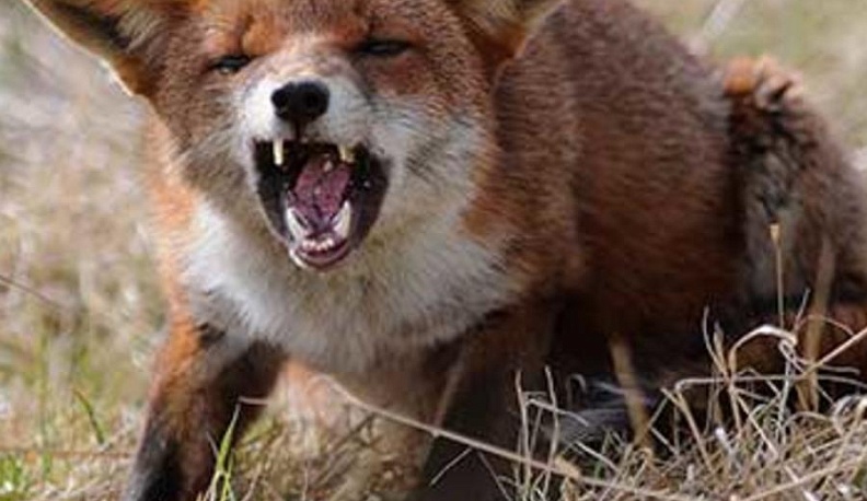 Кто попался, тот и привился. На год…