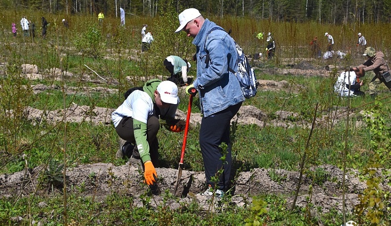 Восемь тысяч саженцев ели высадили в Людиновском районе