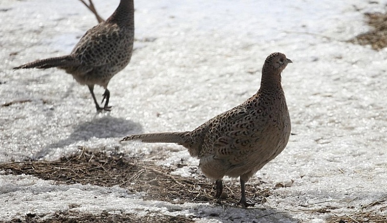 Владислав Шапша: «Браконьерству в Калужской области не место»