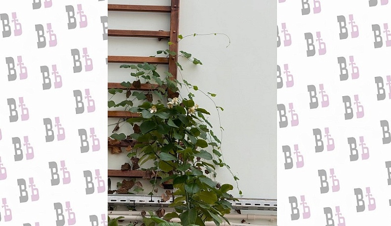 В малоярославецкой школе зацвело помело