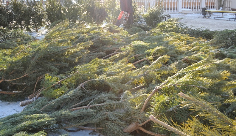 В Калужской области предотвратили незаконные рубки елей перед Новым годом