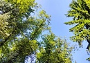 Россельхознадзор оценивает фитосанитарное состояние калужских лесов как благополучное