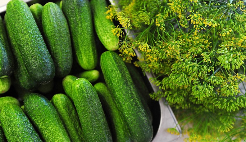 В Калужской области подешевели свежие огурцы и белокочанная капуста
