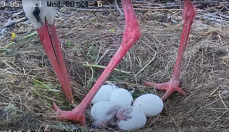 Калужане в онлайне наблюдают за рождением аистят