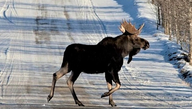 Полицейские спасли лосёнка в Ферзикове