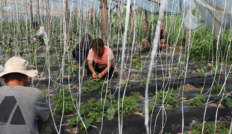 То дожди, то засуха