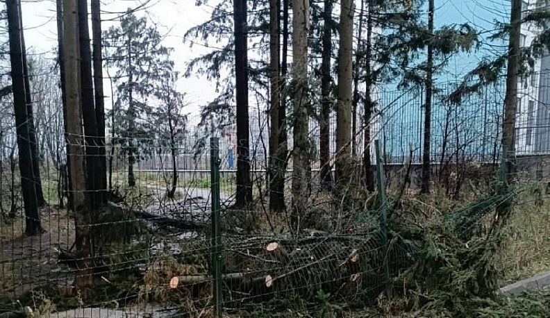 В Обнинске из-за непогоды упали 6 деревьев