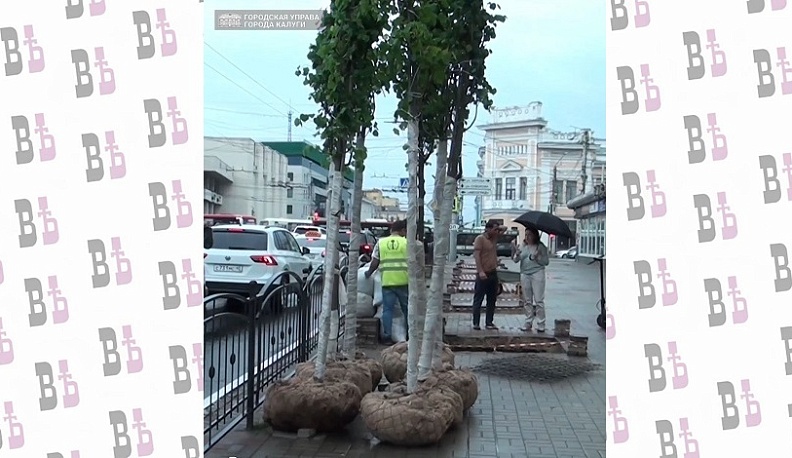 В Калуге начали высаживать липы
