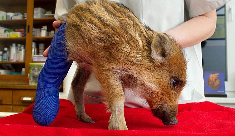 В Калуге импланты для диких животных готовы печатать на 3D-принтере