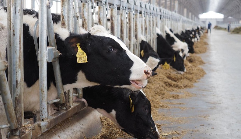 Санкции как окно возможностей