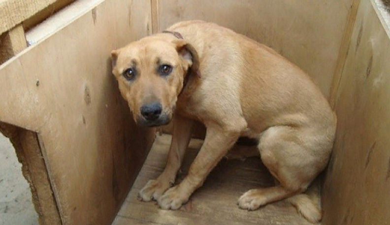 В Калужской области мужчина жестоко забил собаку до смерти