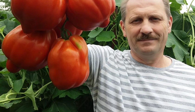 Калужских садоводов научат выращивать помидоры